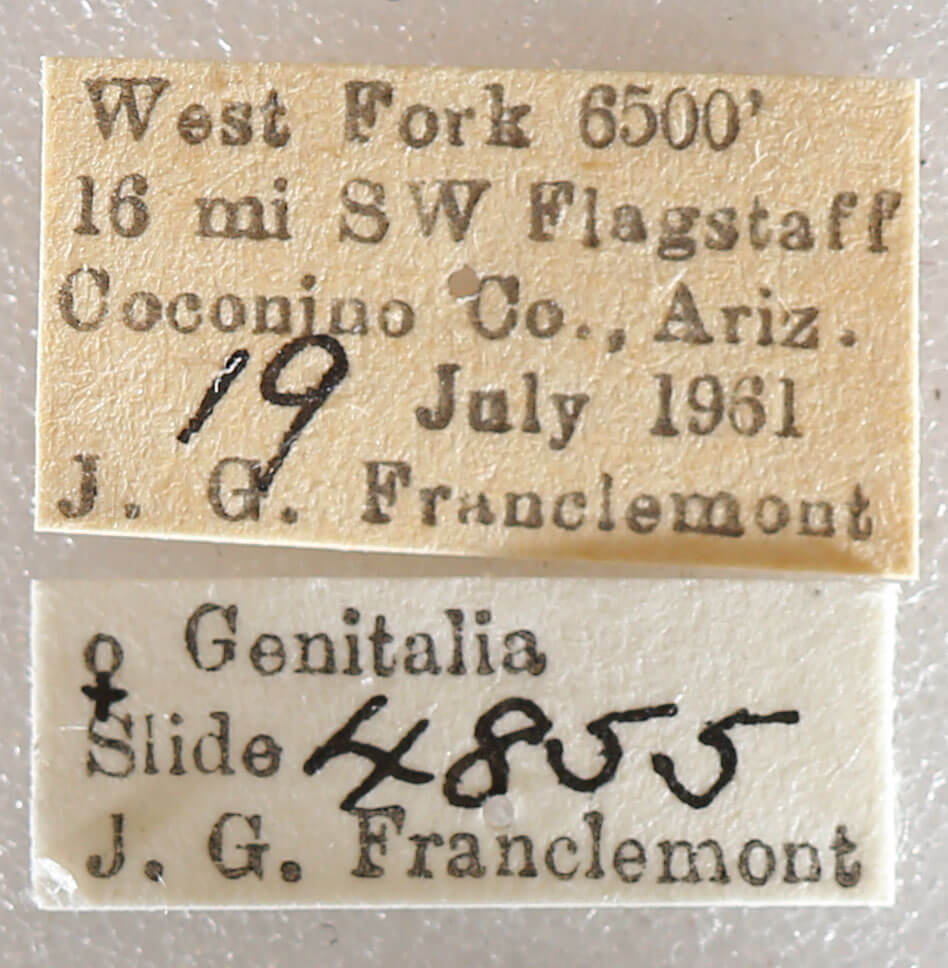 label view of adult Setagrotis sp.