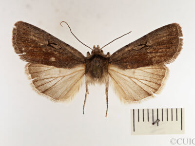 dorsal view of adult Setagrotis sp.