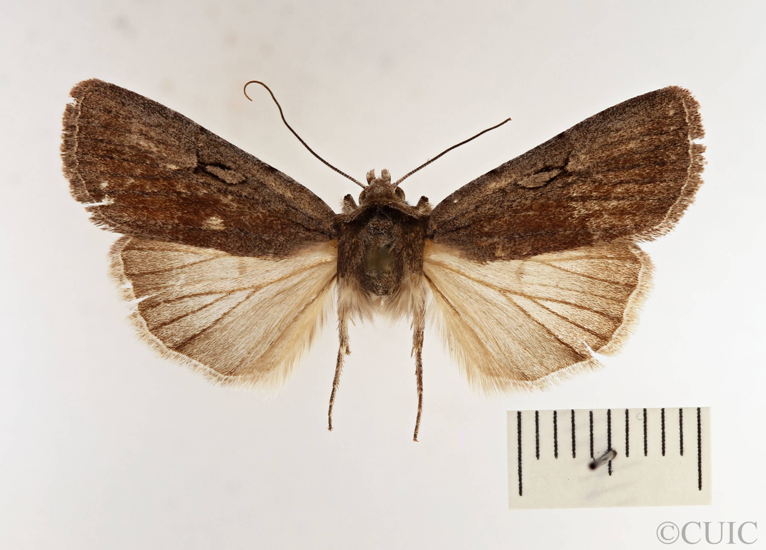 dorsal view of adult Setagrotis sp.