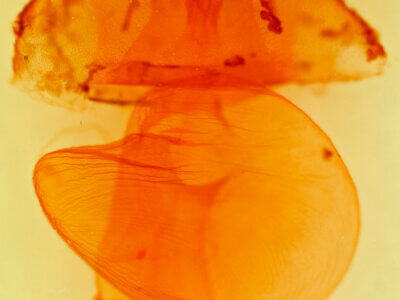 genitalia view of adult Richia serano