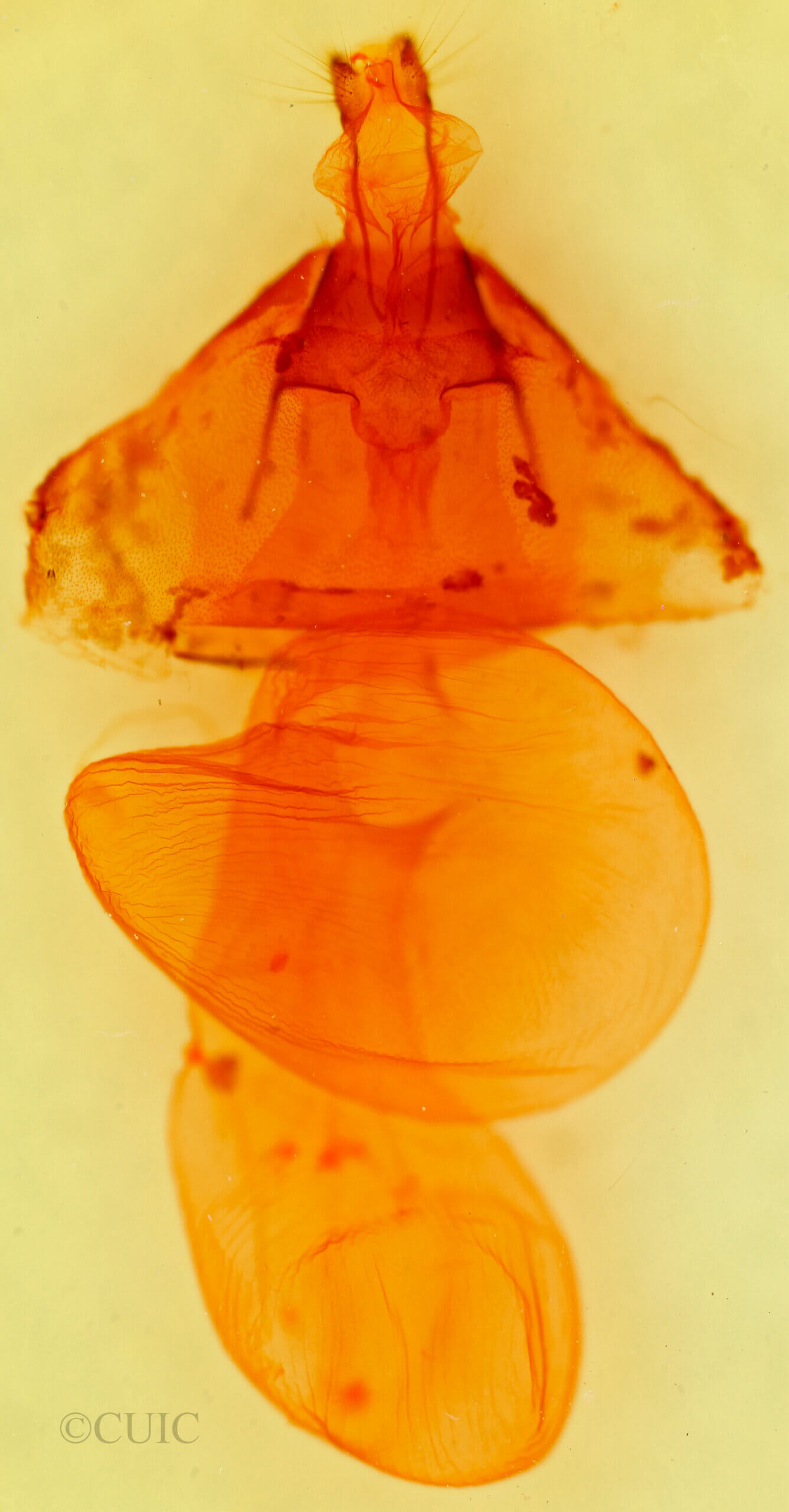 genitalia view of adult Richia serano