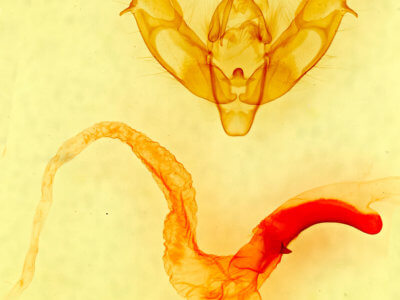 genitalia view of adult Xestia bolteri