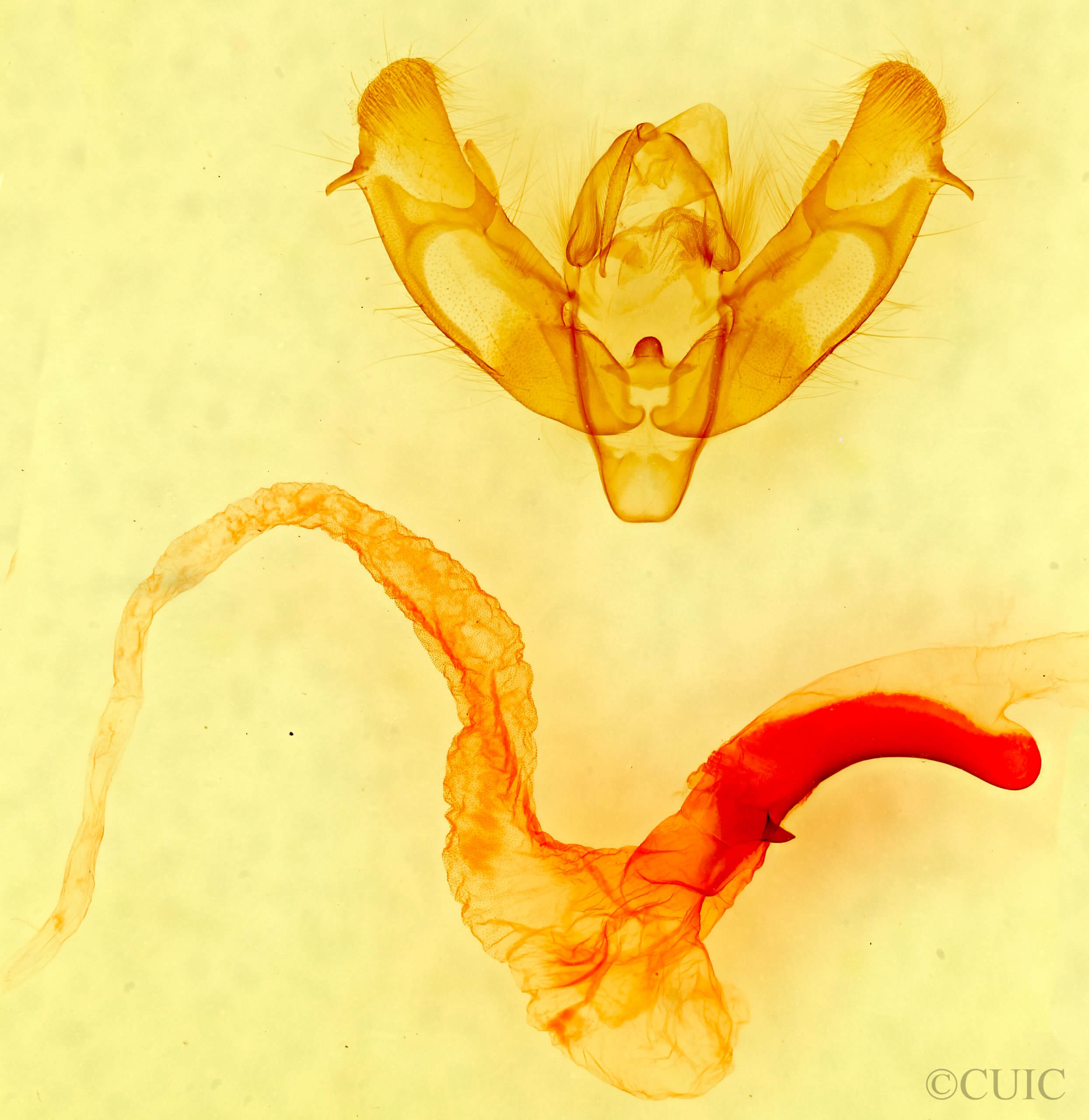 genitalia view of adult Xestia bolteri