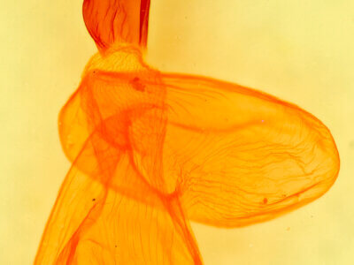 genitalia view of adult Xestia bolteri