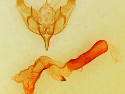 genitalia view of adult Dichagyris triphaenoides