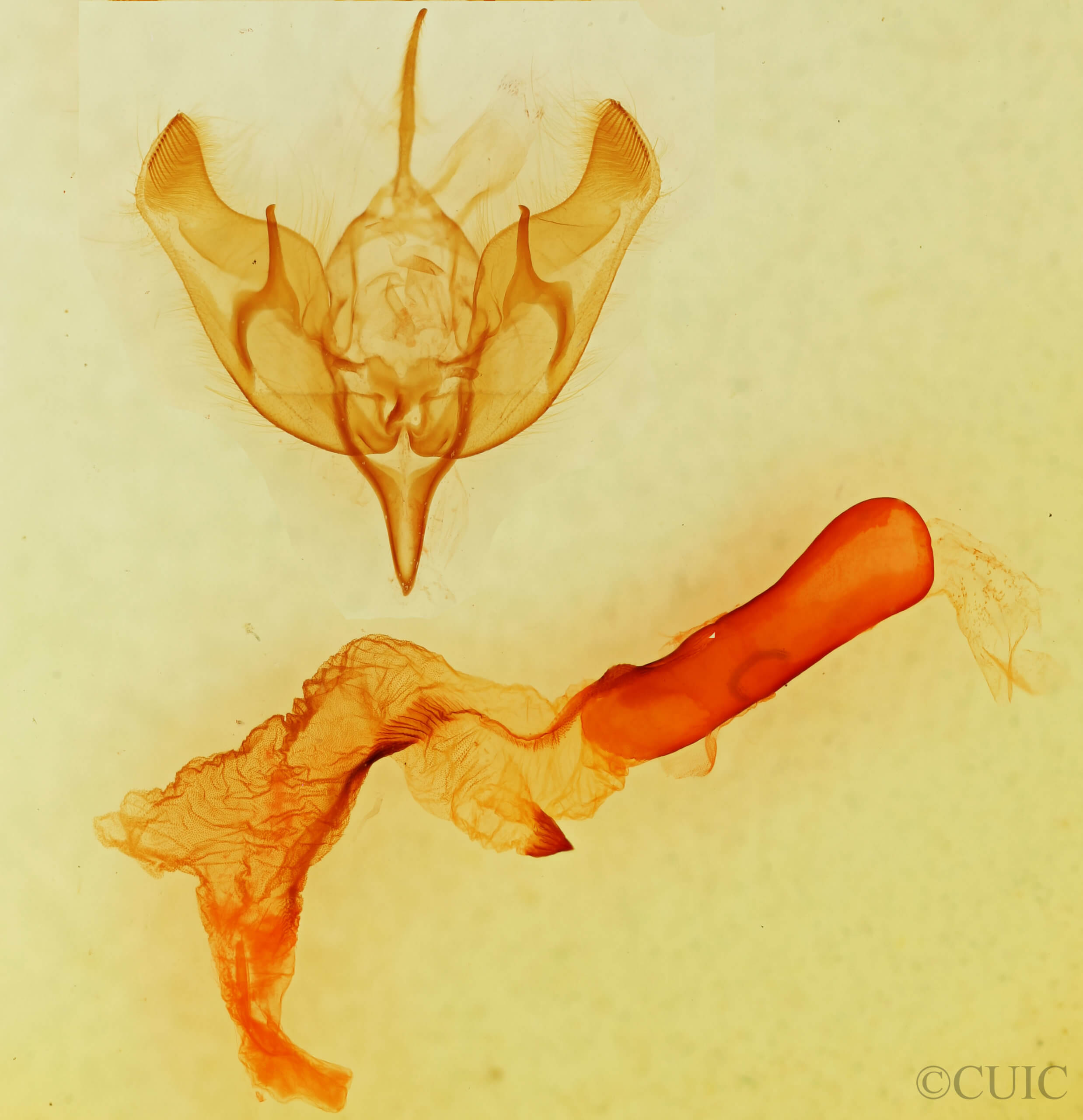 genitalia view of adult Dichagyris triphaenoides