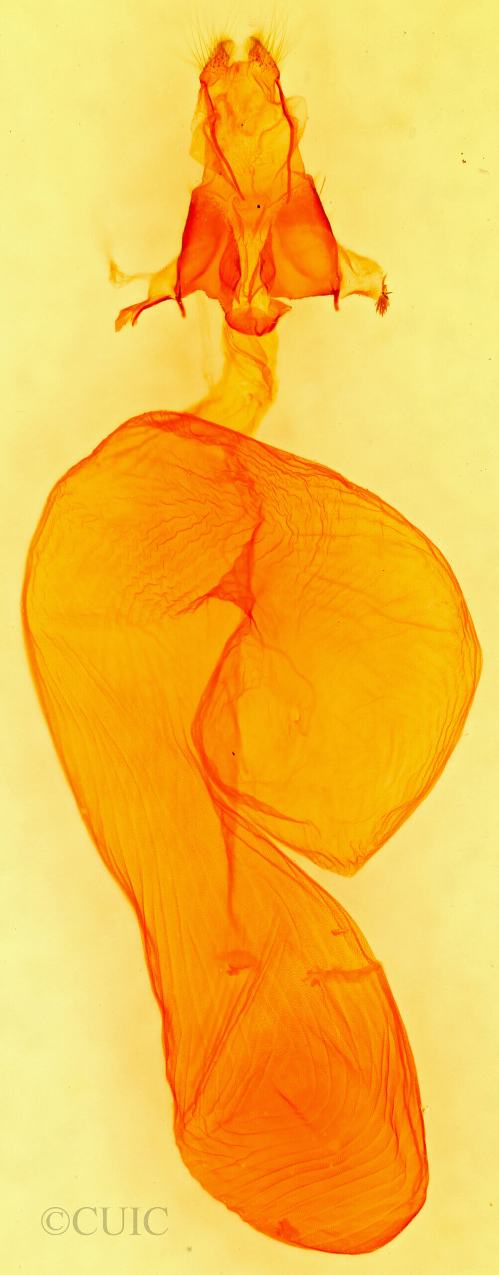 genitalia view of adult Dichagyris triphaenoides