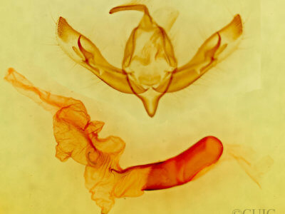 genitalia view of adult Dichagyris lobato