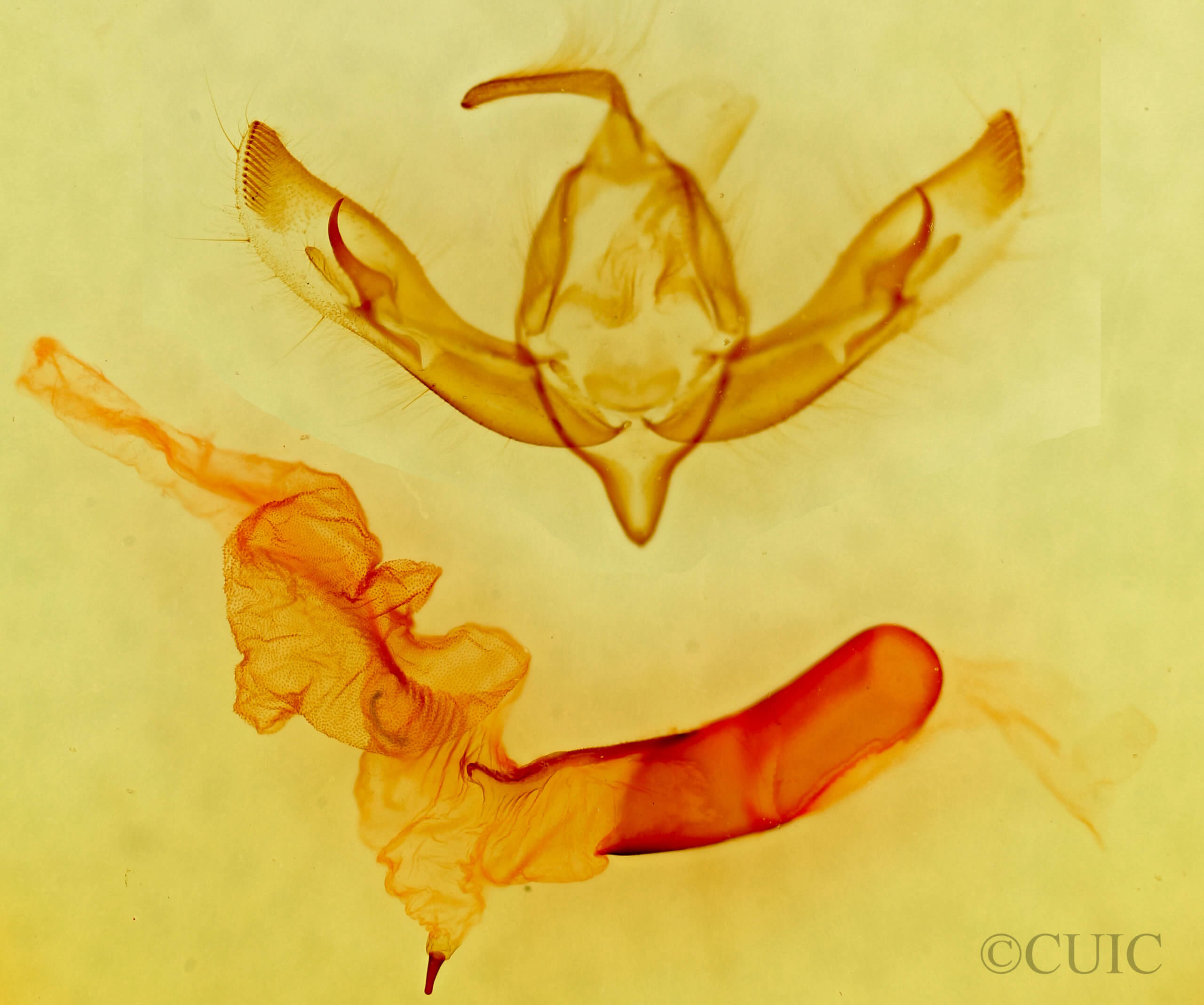 genitalia view of adult Dichagyris lobato