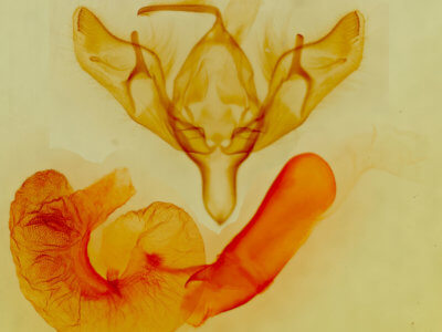 genitalia view of adult Richia chortalis