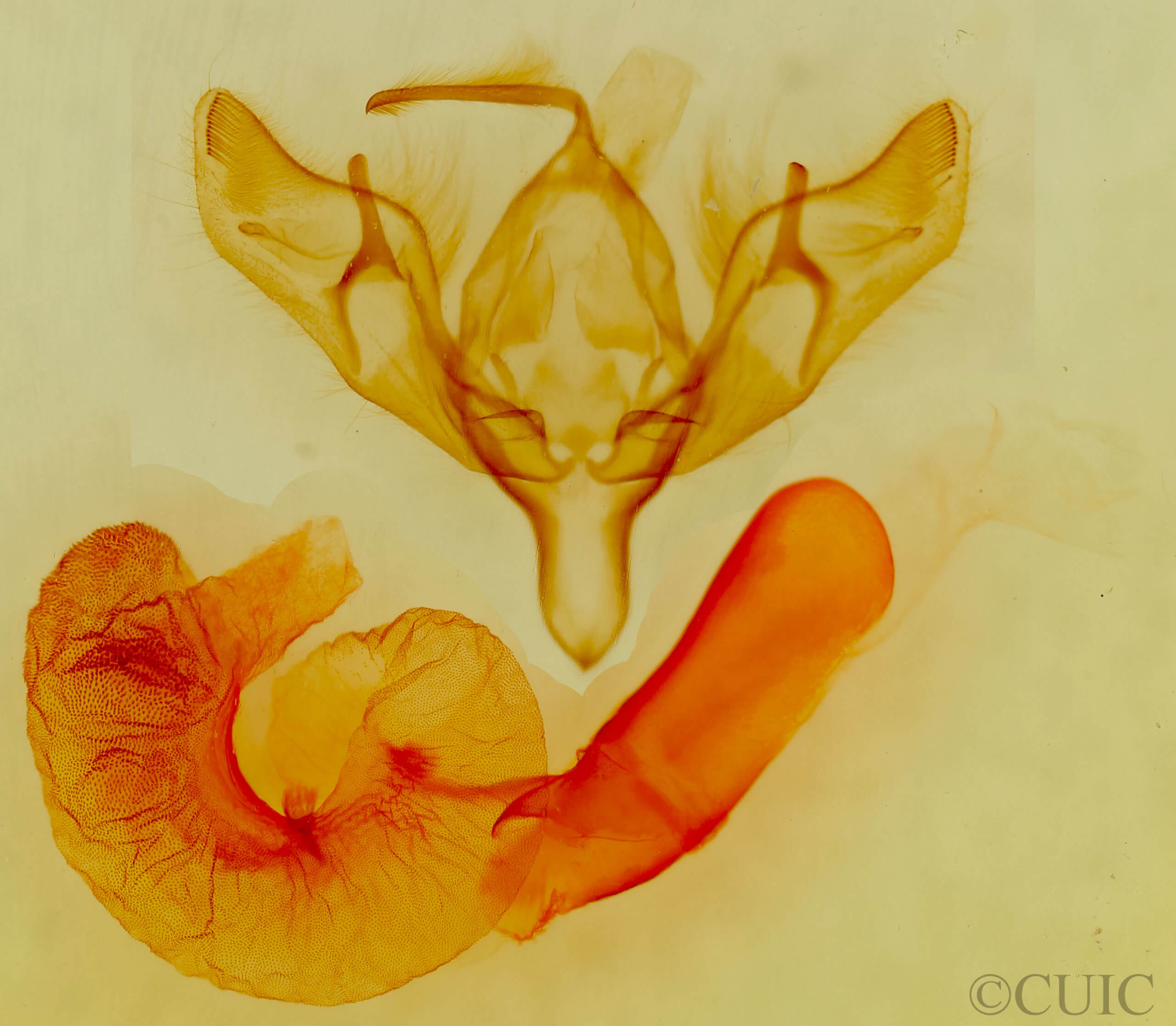 genitalia view of adult Richia chortalis