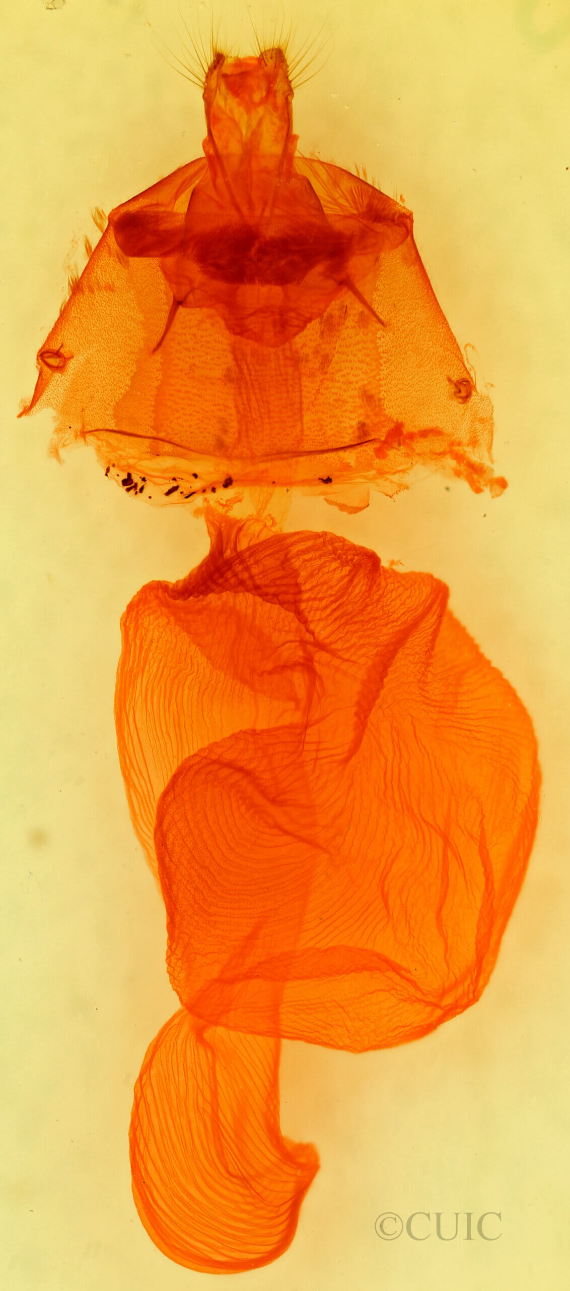 genitalia view of adult Richia chortalis