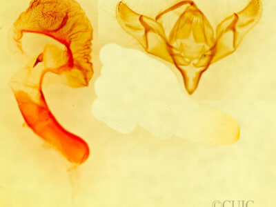 genitalia view of adult Richia parentalis