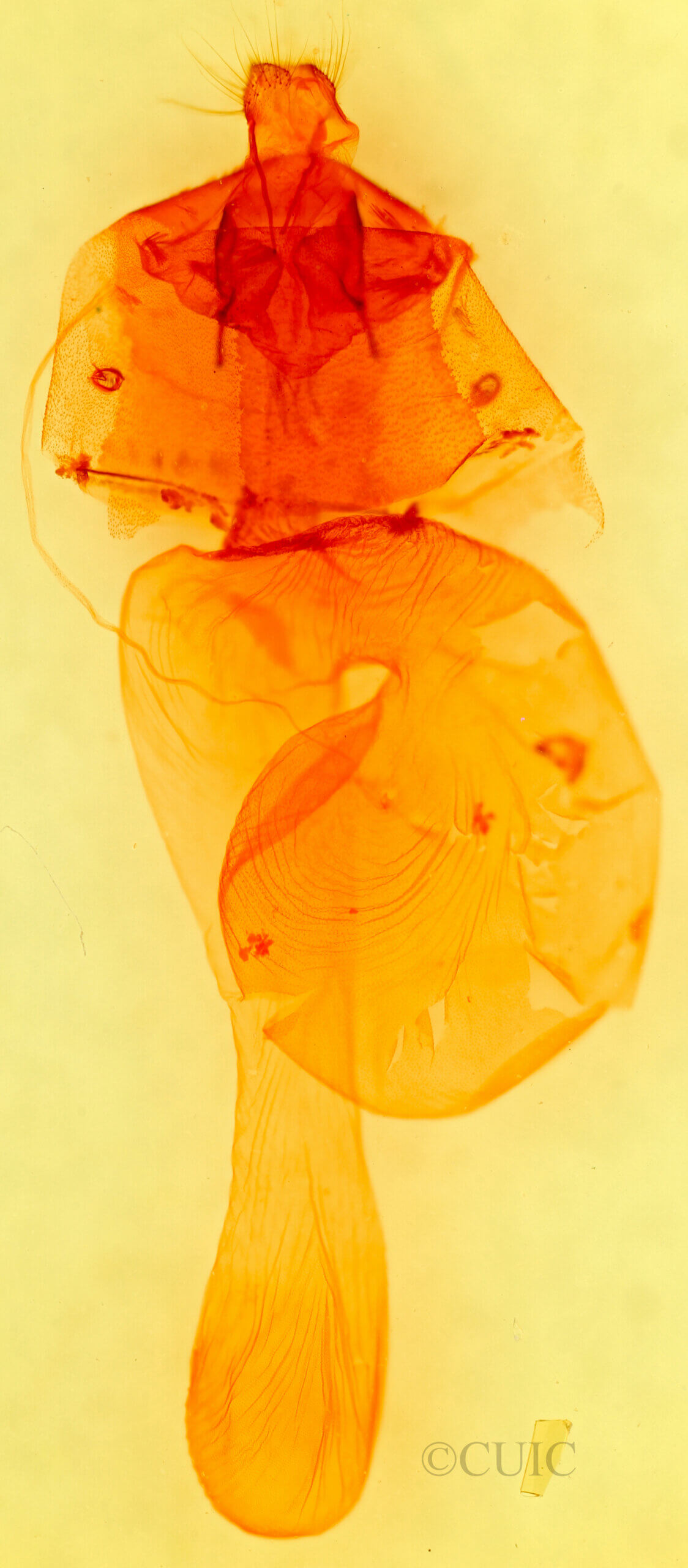 genitalia view of adult Richia parentalis