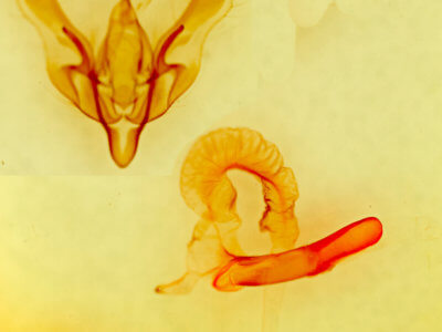 genitalia view of adult Dichagyris sp.