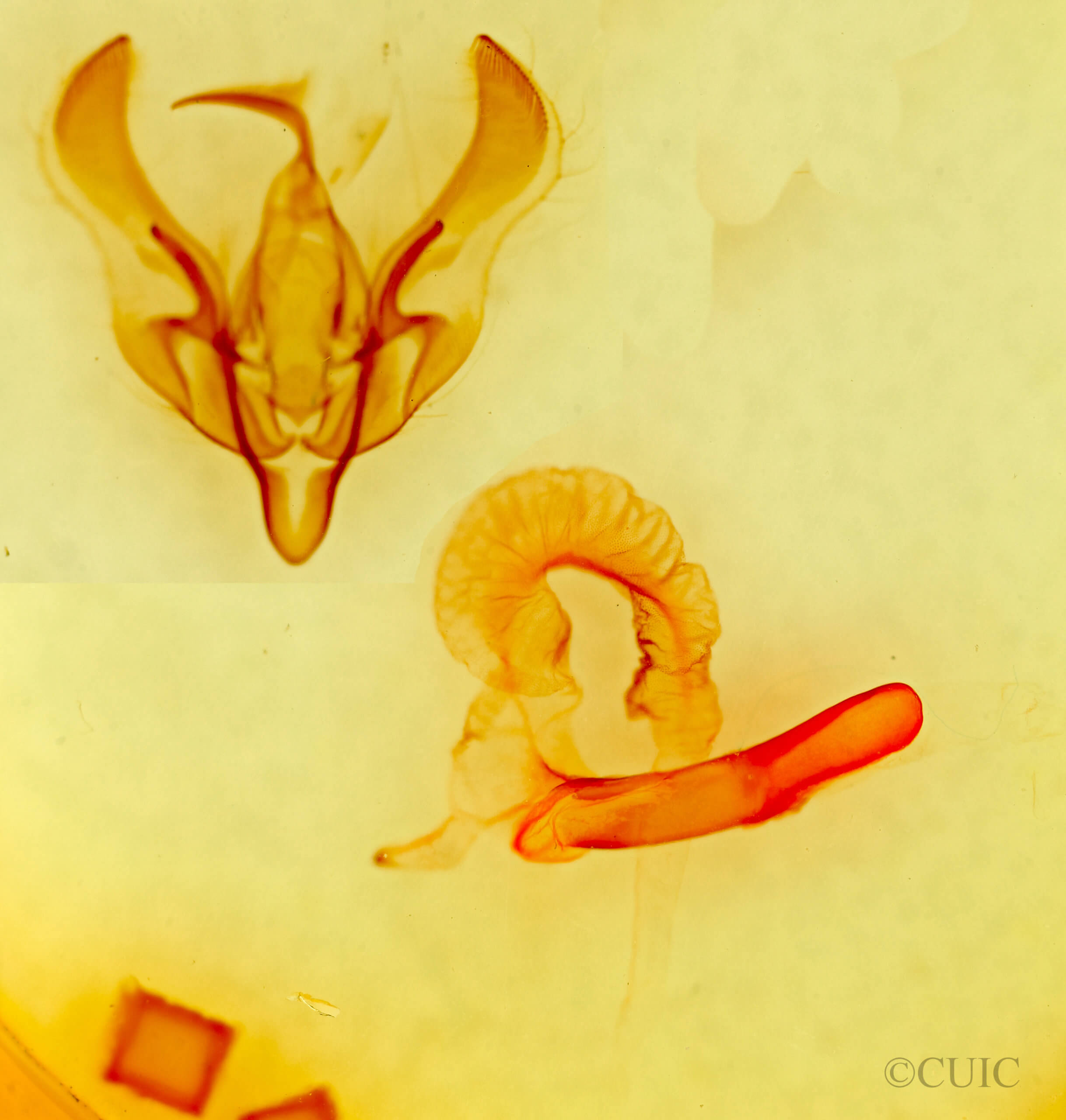 genitalia view of adult Dichagyris sp.