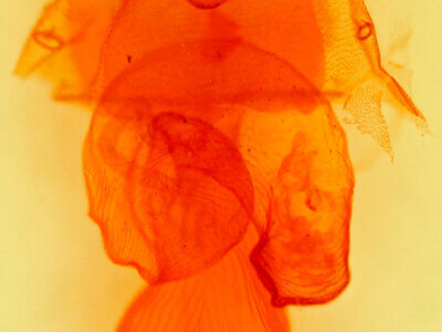 genitalia view of adult Dichagyris sp.