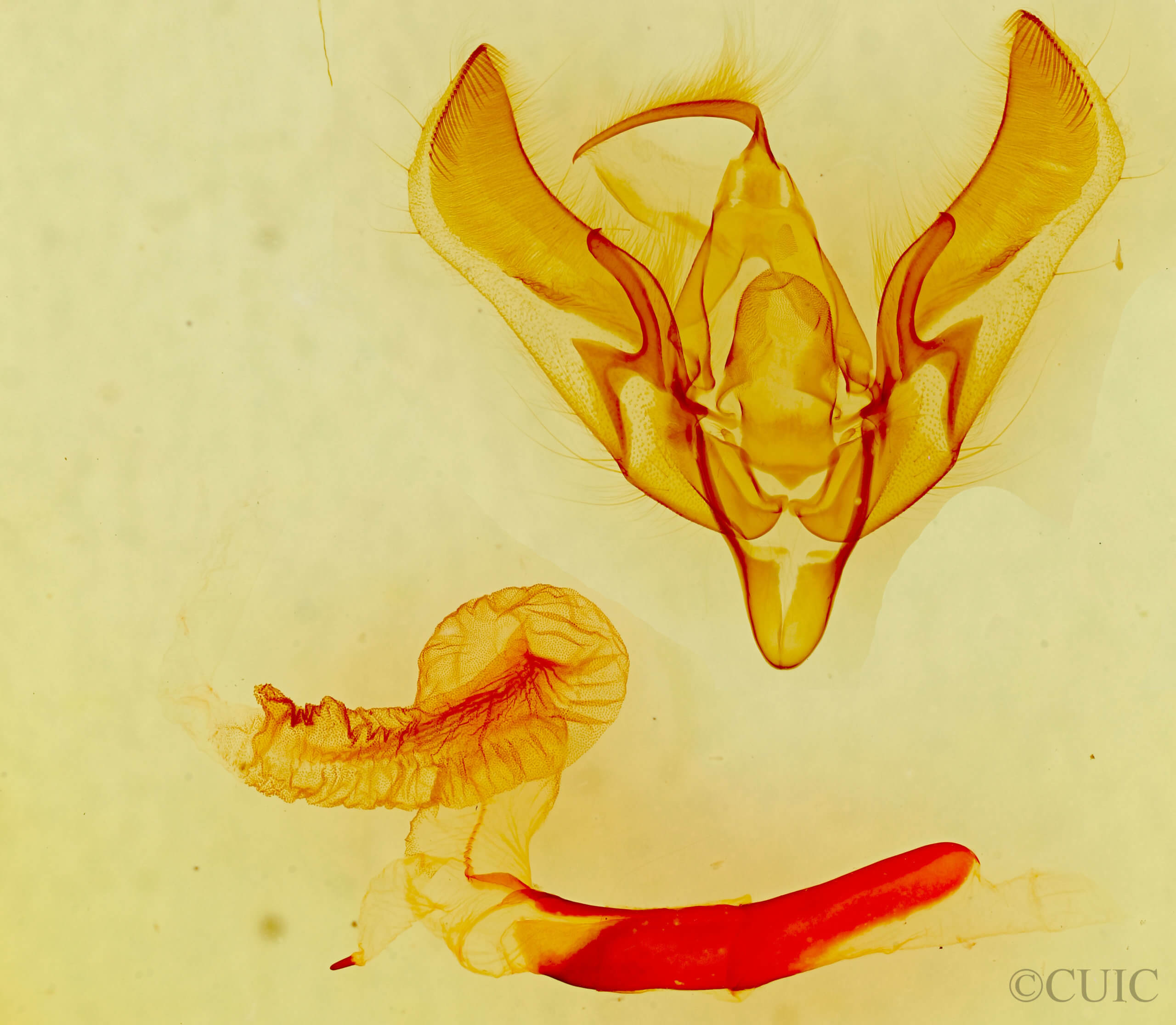 genitalia view of adult Loxagrotis sp.