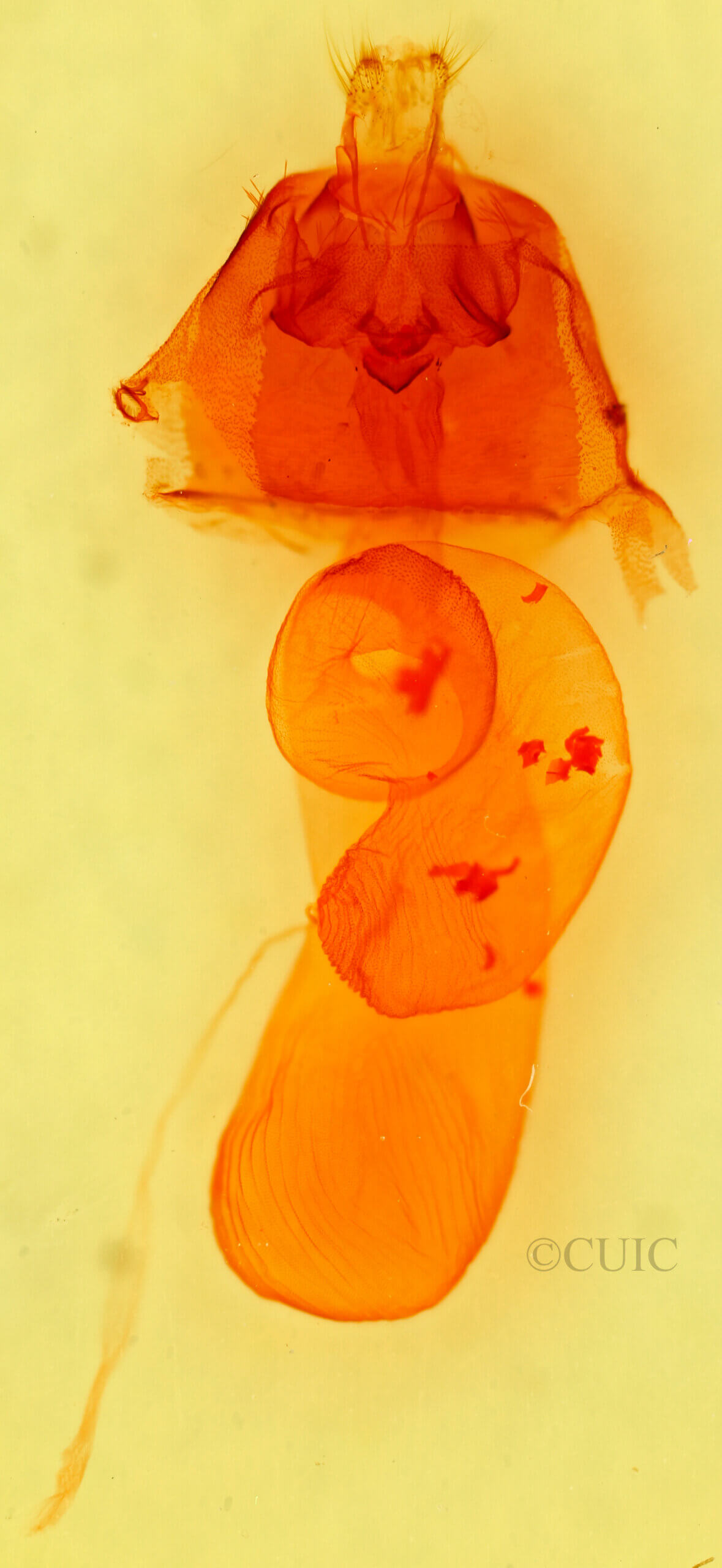 genitalia view of adult Loxagrotis sp.