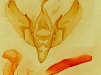 genitalia view of adult Dichagyris salina