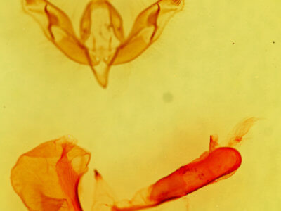 genitalia view of adult Dichagyris capota