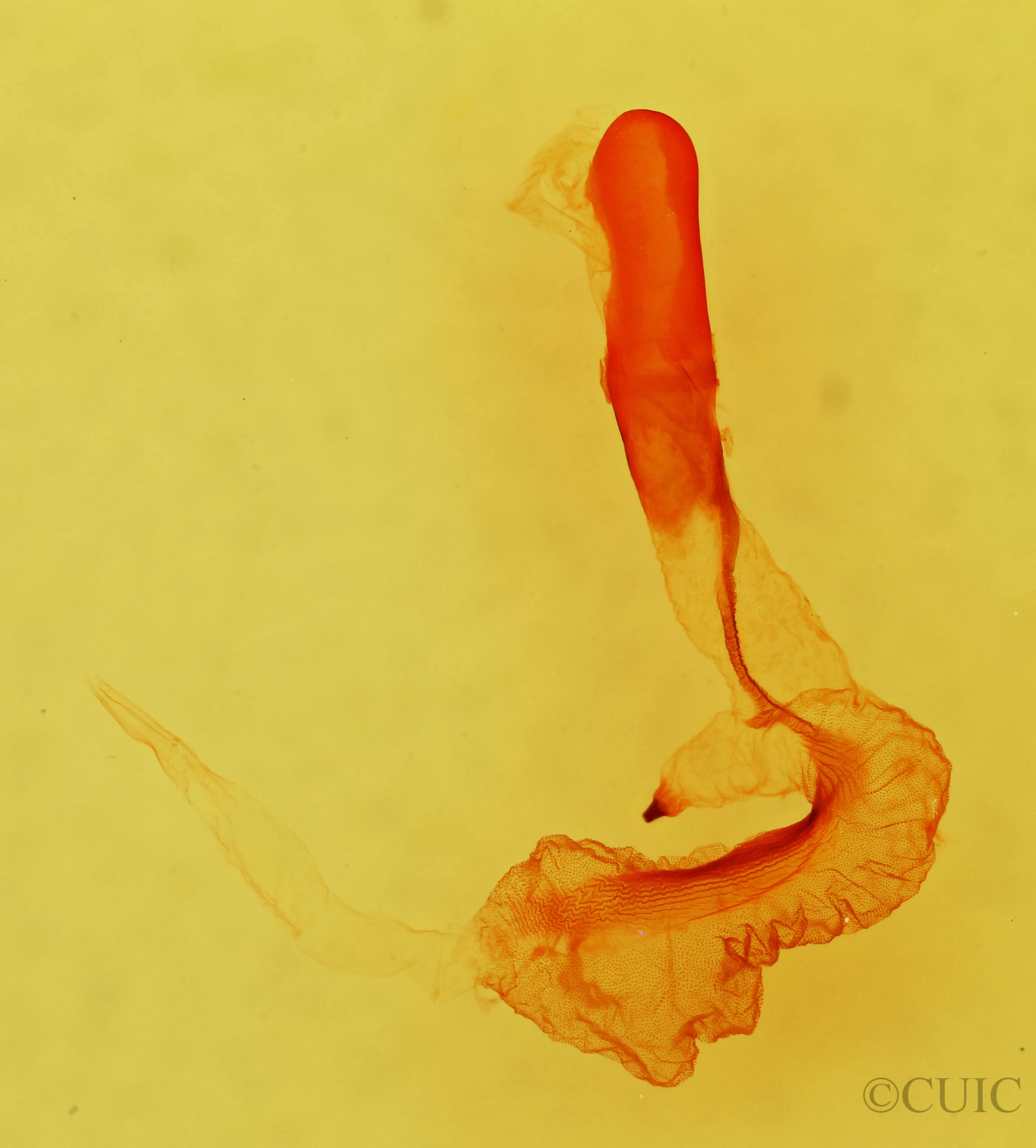 genitalia view of adult Dichagyris capota