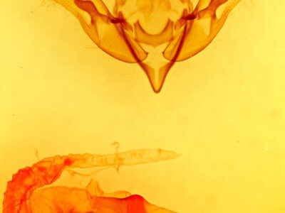 genitalia view of adult Striacosta albicosta