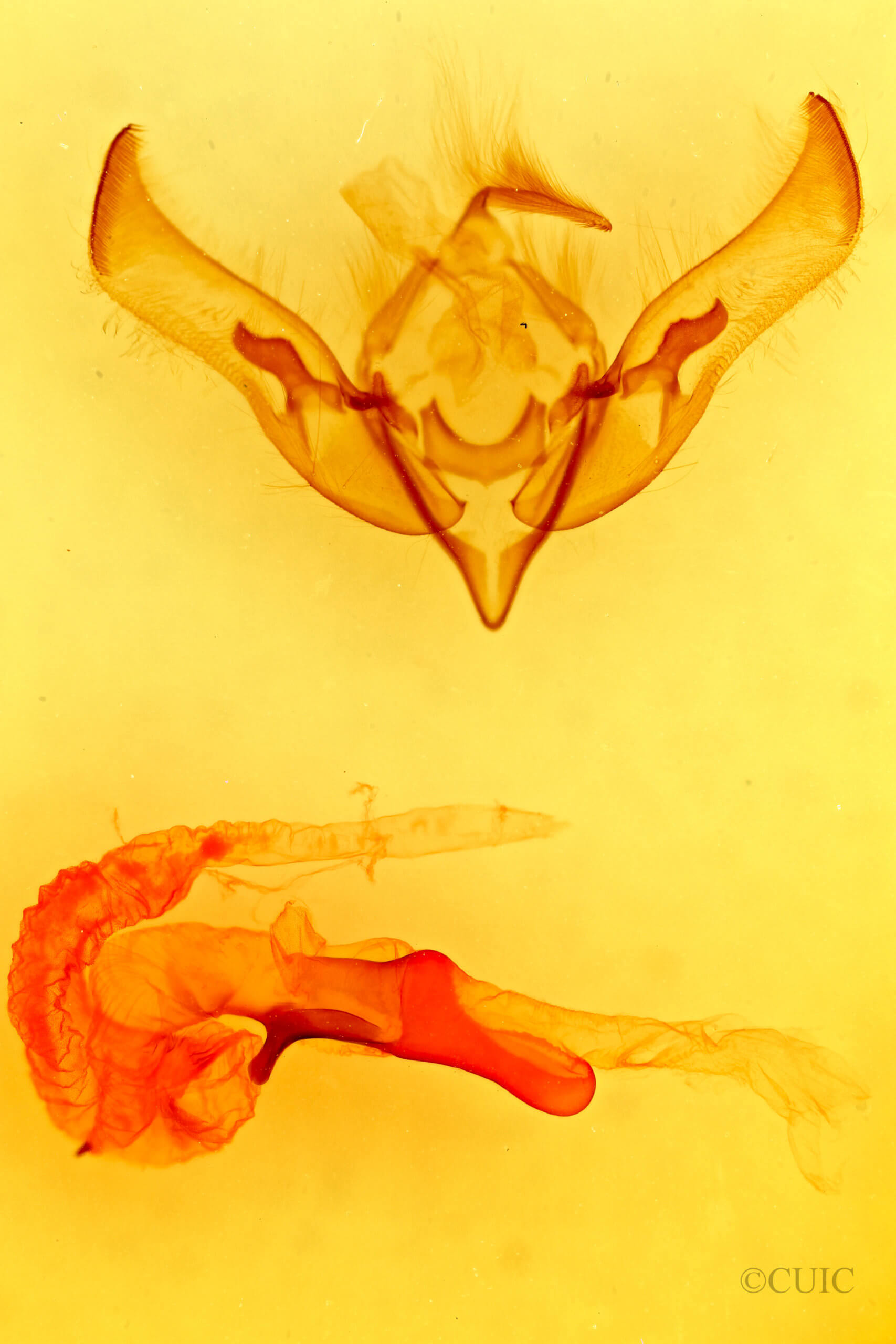 genitalia view of adult Striacosta albicosta