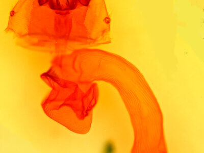 genitalia view of adult Striacosta albicosta