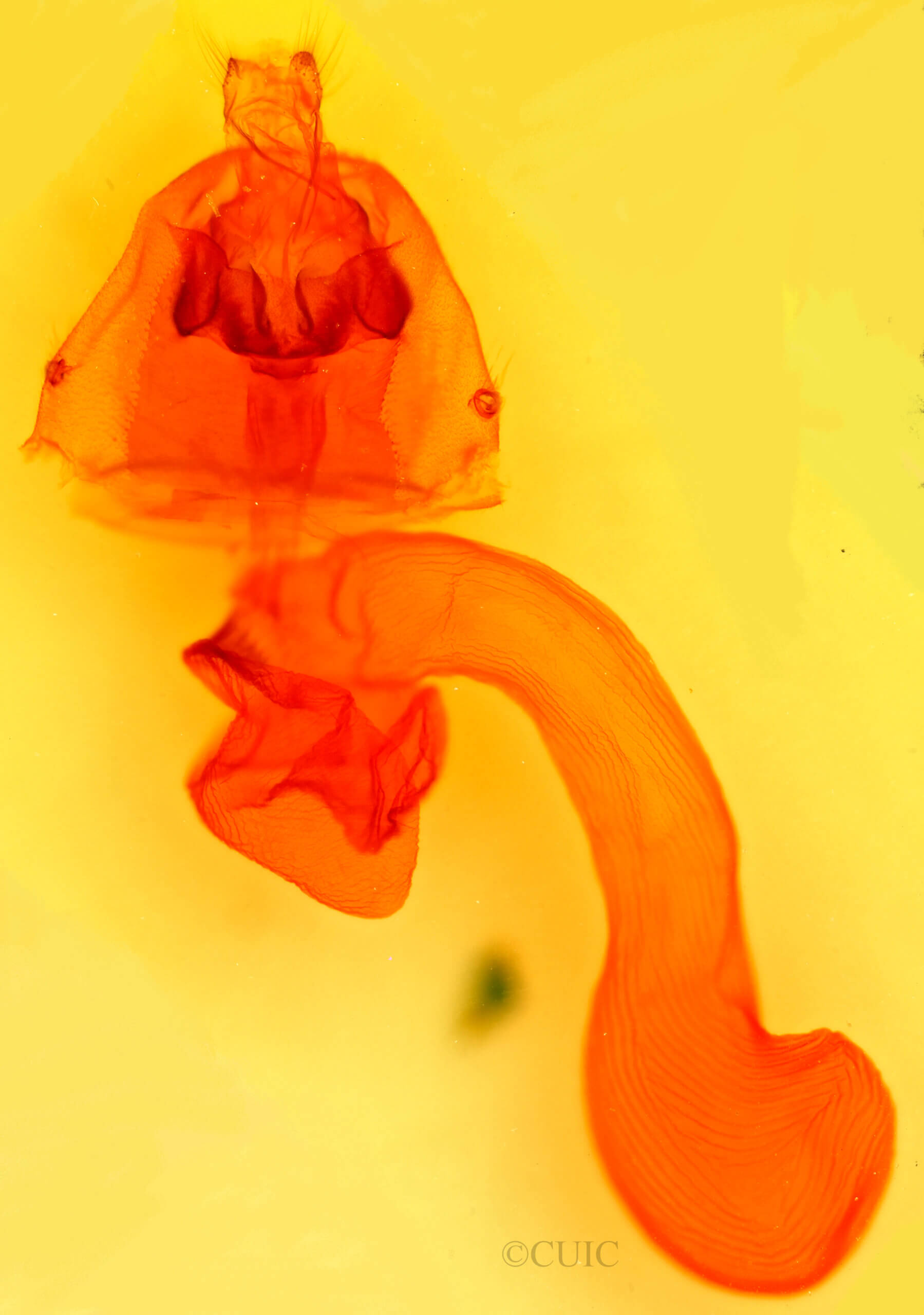 genitalia view of adult Striacosta albicosta