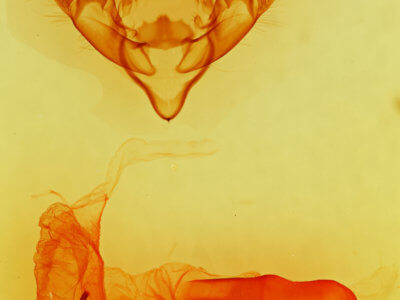 genitalia view of adult Dichagyris proclivis