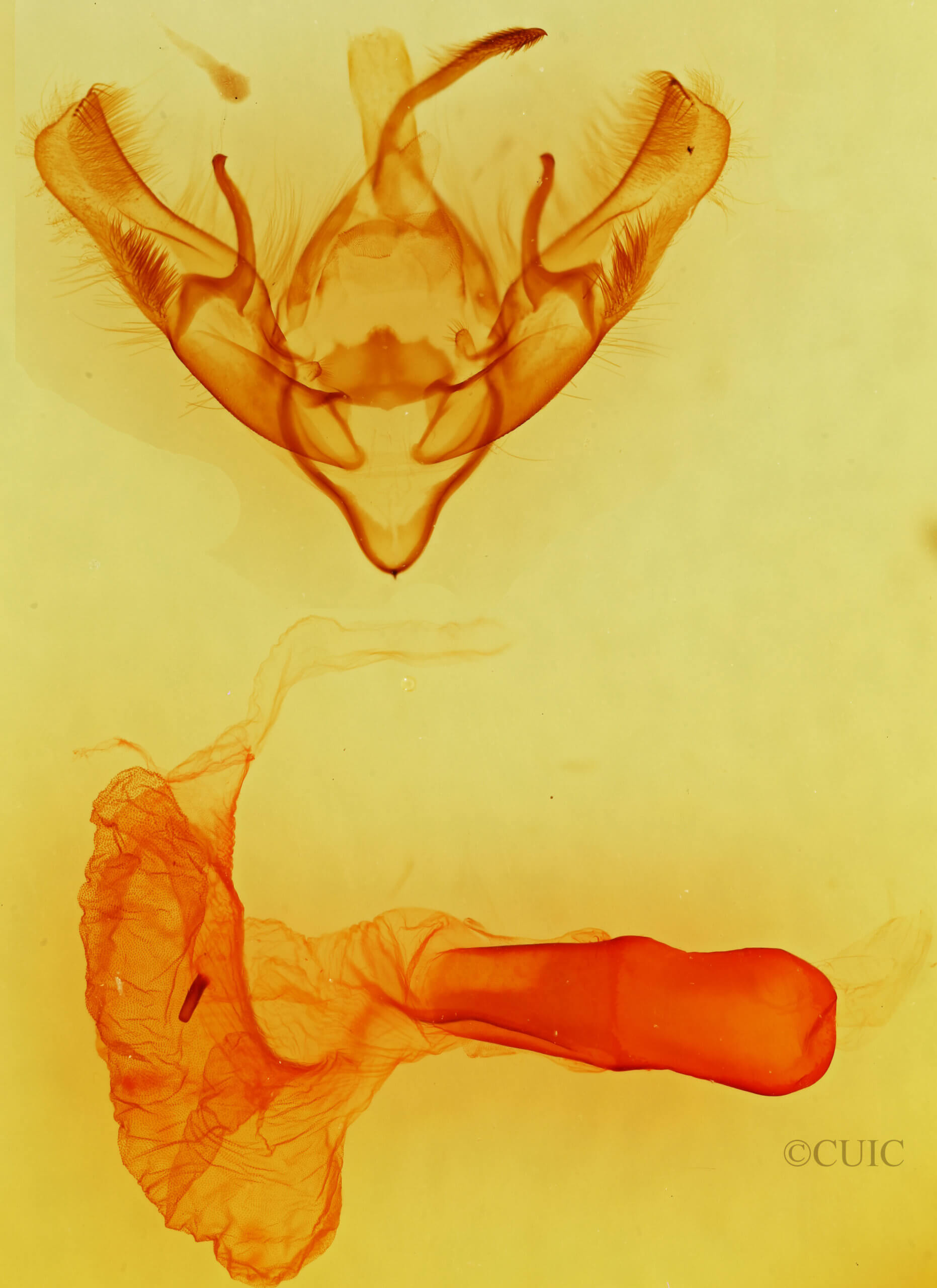 genitalia view of adult Dichagyris proclivis