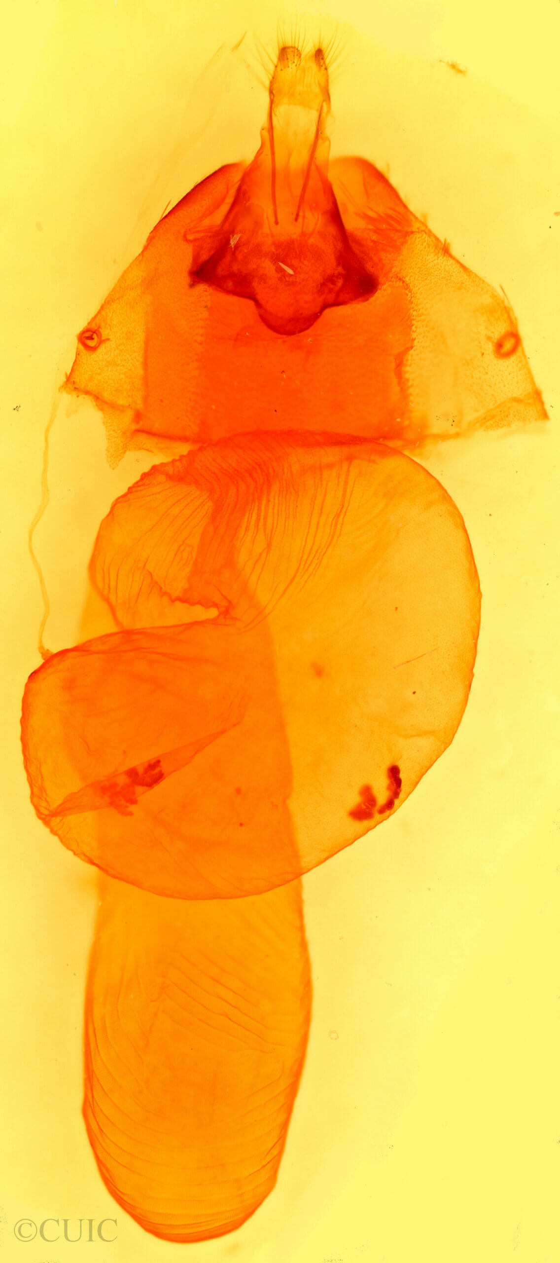 genitalia view of adult Dichagyris proclivis