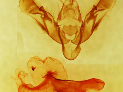 genitalia view of adult Dichagyris acclivis