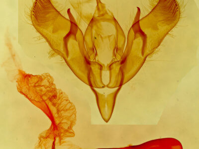 ventral view of adult Dichagyris grotei