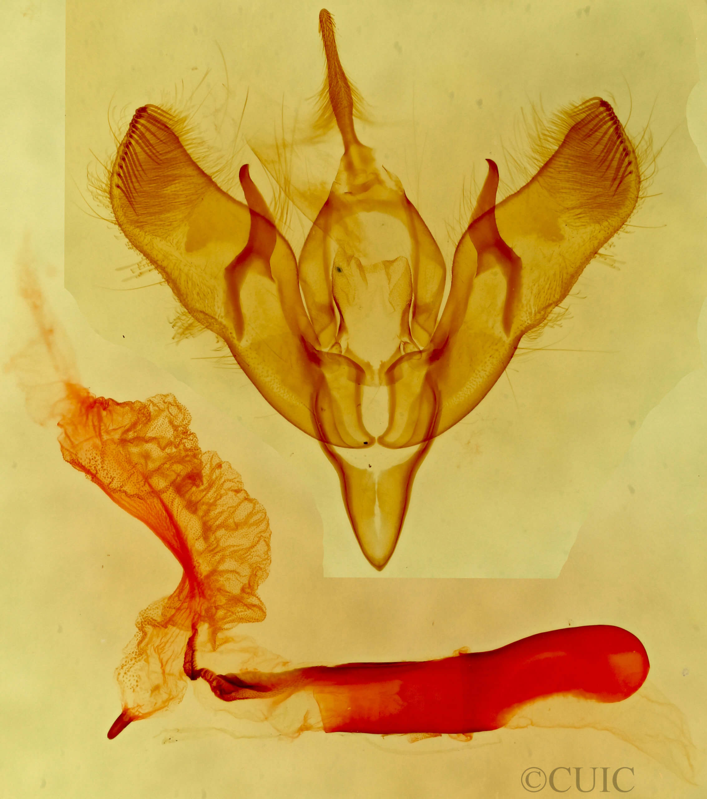 ventral view of adult Dichagyris grotei