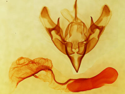 genitalia view of adult Dichagyris kyune