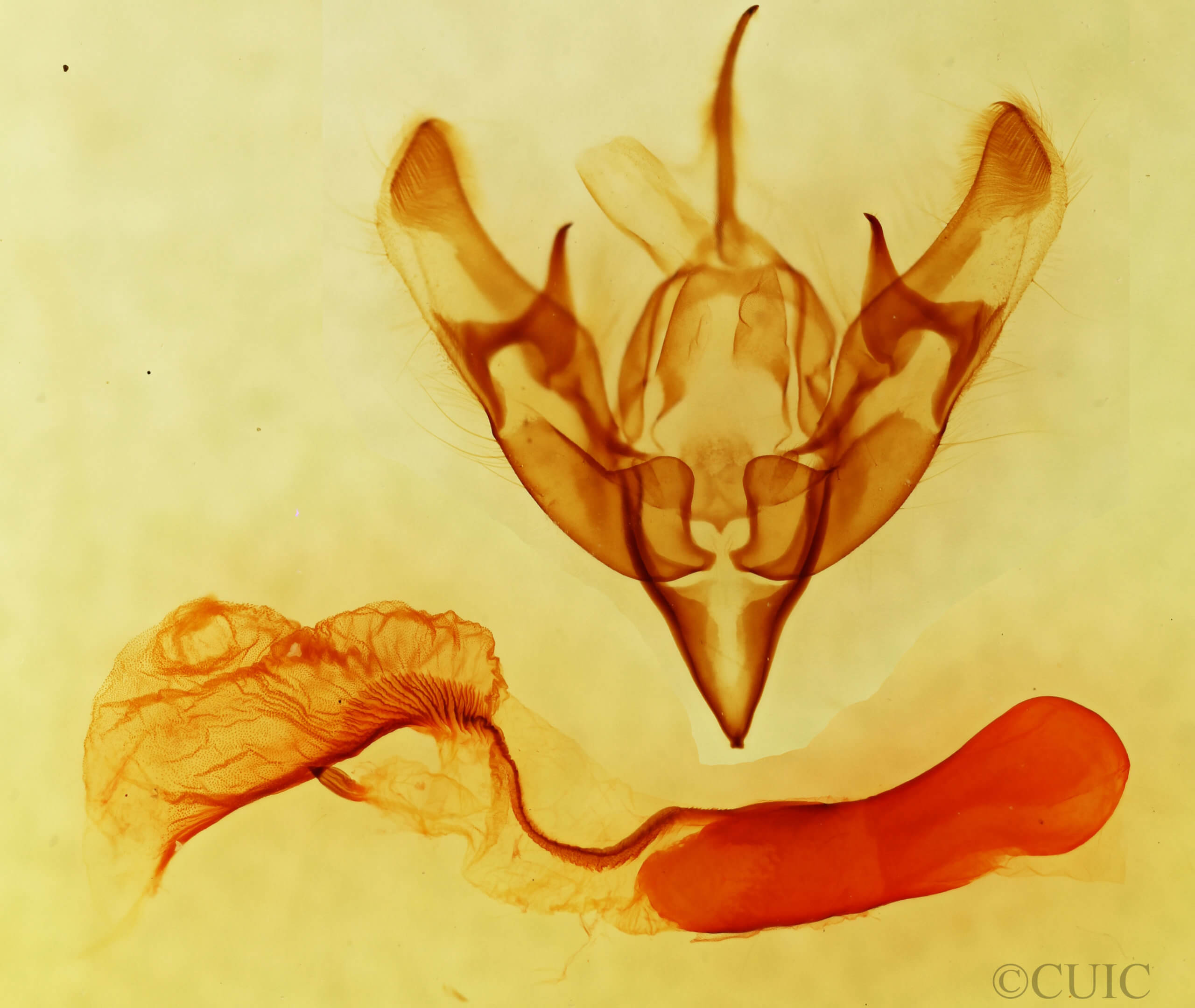 genitalia view of adult Dichagyris kyune