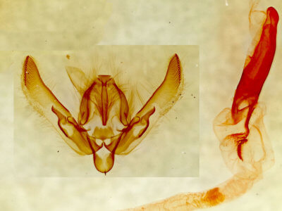 genitalia view of adult Agrotis Sp.