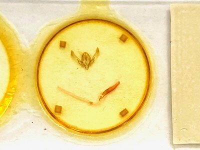 slide view of adult Agrotis Sp.