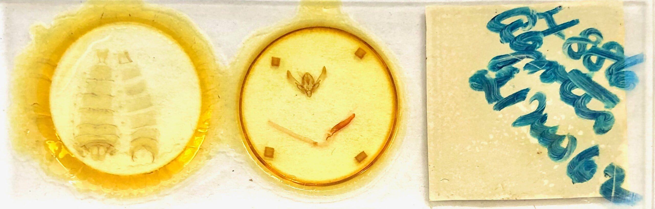 slide view of adult Agrotis Sp.