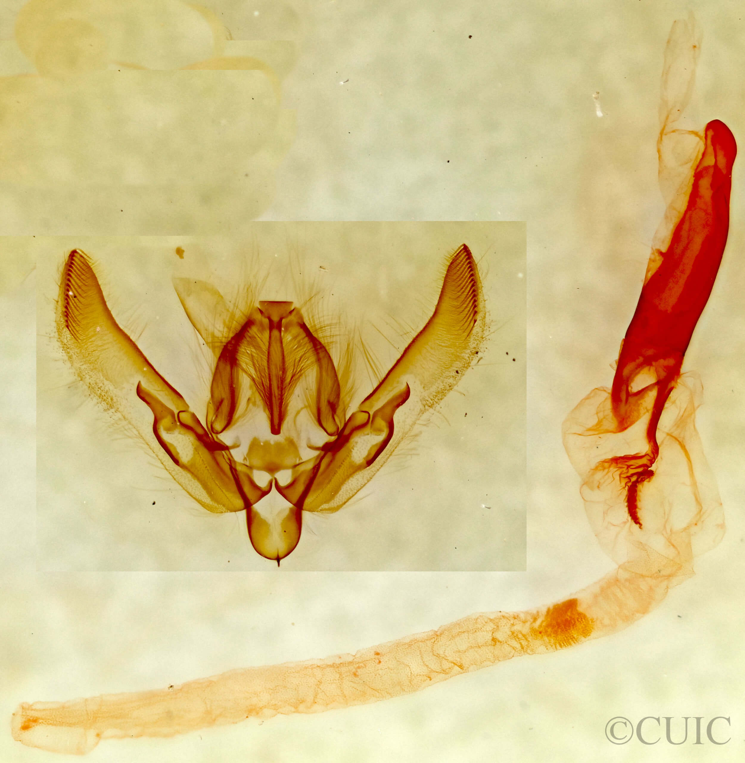 genitalia view of adult Agrotis Sp.