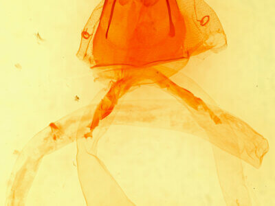 genitalia view of adult Agrotis Sp.