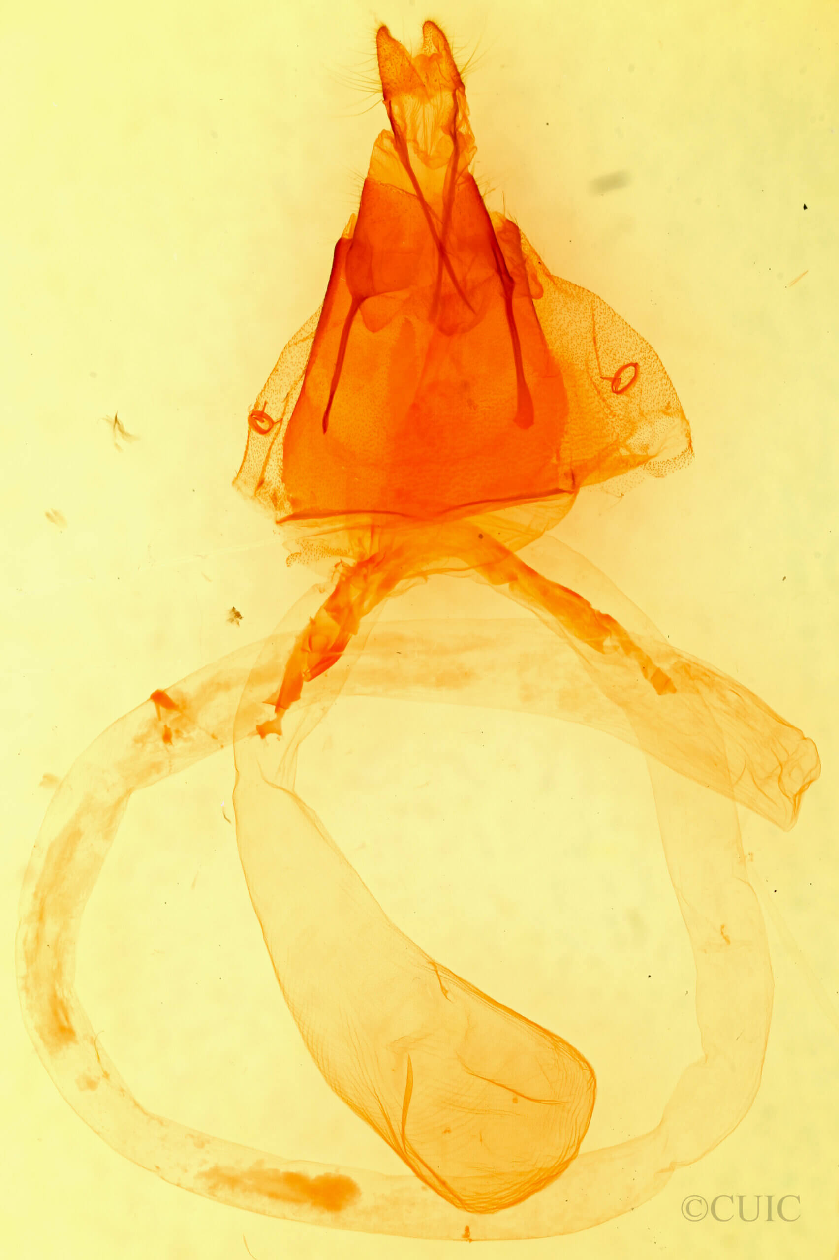 genitalia view of adult Agrotis Sp.