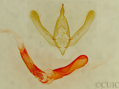 genitalia view of adult Oxycnemis advena