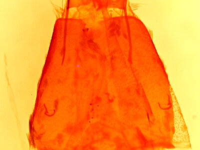 genitalia view of adult Oxycnemis advena