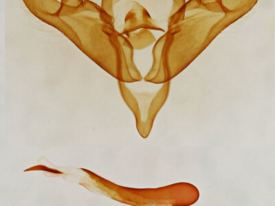 genitalia view of adult Gloanna grisescens
