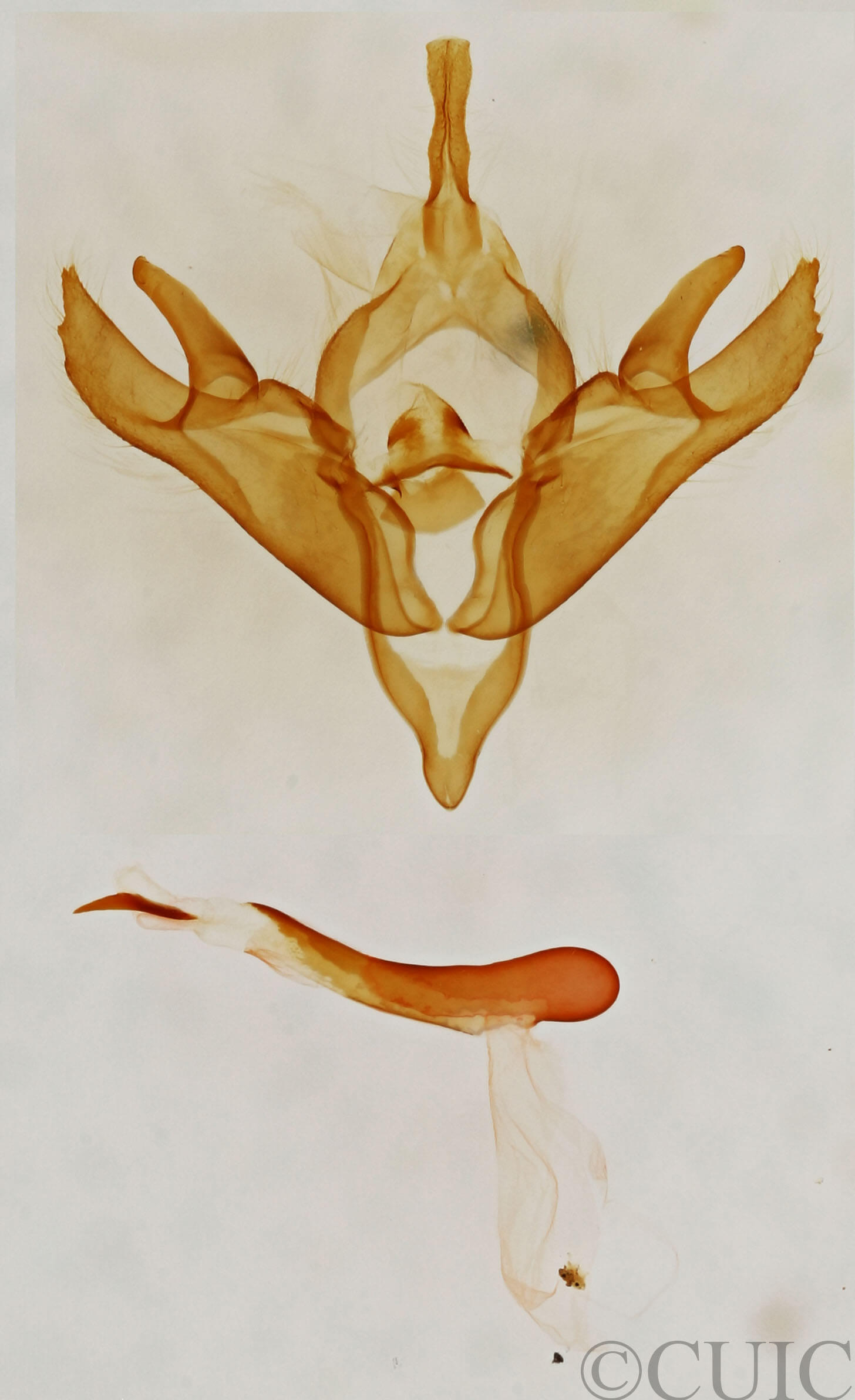 genitalia view of adult Gloanna grisescens