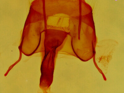 genitalia view of adult Gloanna grisescens