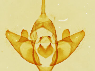 genitalia view of adult Acopa perpallida